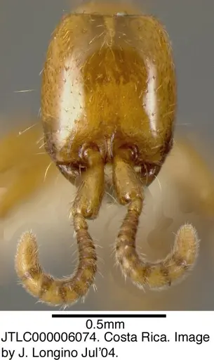 Neivamyrmex swainsonii specimen JTLC000006074 image jtlc000006074_1
