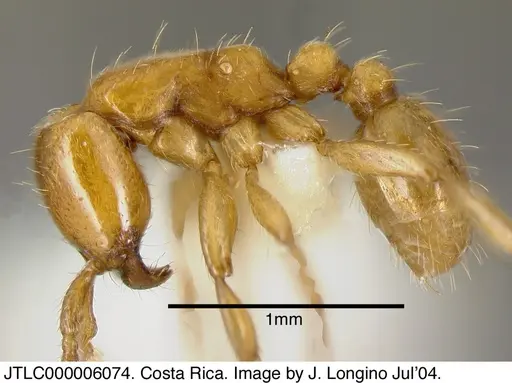 Neivamyrmex swainsonii specimen JTLC000006074 image jtlc000006074_2