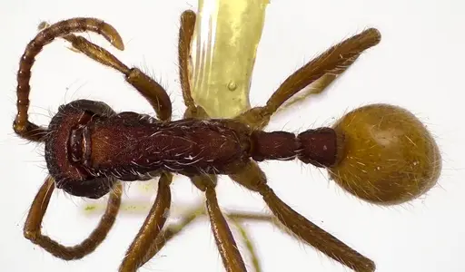 Neivamyrmex texanus specimen ANTWEB1041587 image antweb1041587_1