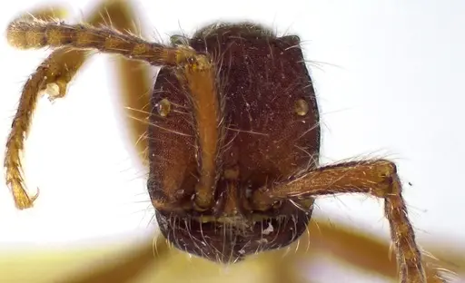 Neivamyrmex texanus specimen ANTWEB1041587 image antweb1041587_2