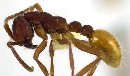 Neivamyrmex texanus specimen ANTWEB1041587 image antweb1041587_3