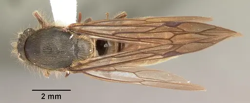 Neivamyrmex texanus specimen CASENT0104145 image casent0104145_1