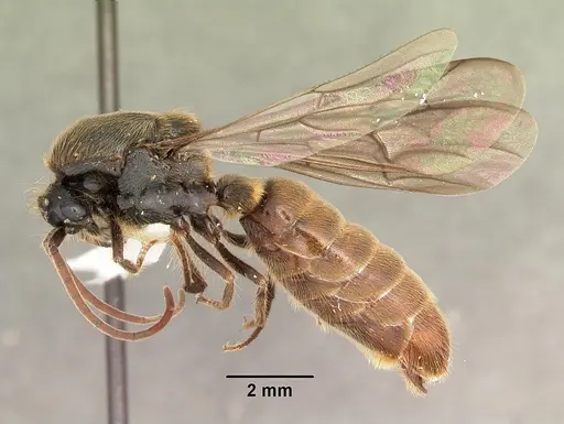 Neivamyrmex texanus specimen CASENT0104145 image casent0104145_3