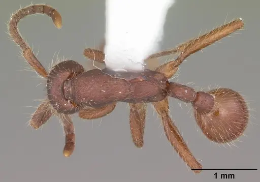 Neivamyrmex texanus specimen CASENT0104150 image casent0104150_1