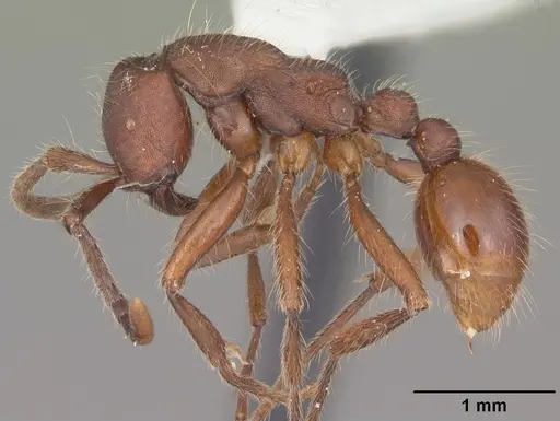 Neivamyrmex texanus specimen CASENT0104150 image casent0104150_3