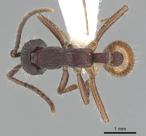 Neivamyrmex texanus specimen CASENT0249509 image casent0249509_1