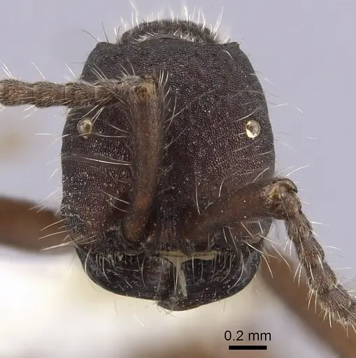 Neivamyrmex texanus specimen CASENT0249509 image casent0249509_2