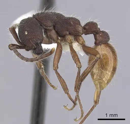 Neivamyrmex texanus specimen CASENT0249509 image casent0249509_3