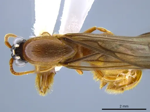 Neivamyrmex tristis specimen CASENT0631871 image casent0631871_1