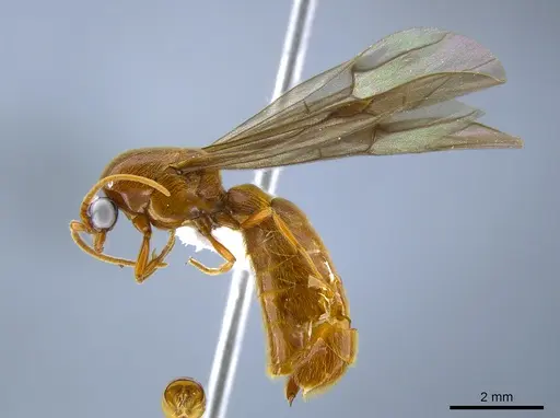 Neivamyrmex tristis specimen CASENT0631871 image casent0631871_3