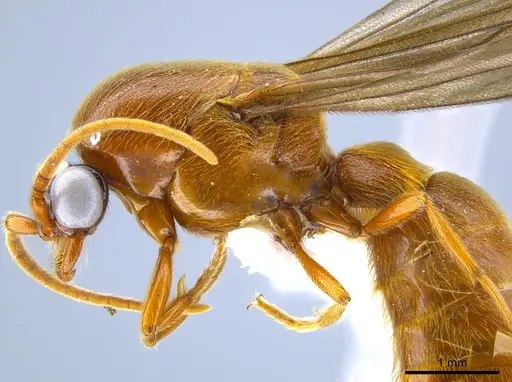 Neivamyrmex tristis specimen CASENT0631871 image casent0631871_4