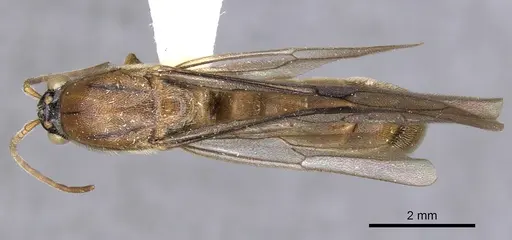 Neivamyrmex vicinus specimen CASENT0902307 image casent0902307_1
