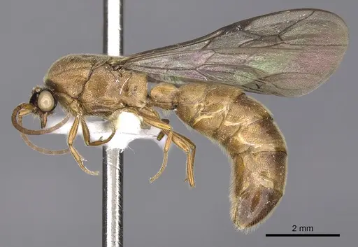 Neivamyrmex vicinus specimen CASENT0902307 image casent0902307_3