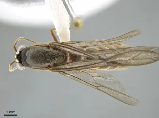 Neivamyrmex walkerii specimen CASENT0650527 image casent0650527_1