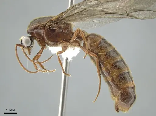 Neivamyrmex walkerii specimen CASENT0650527 image casent0650527_3