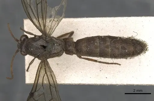 Neivamyrmex walkerii specimen CASENT0901963 image casent0901963_1