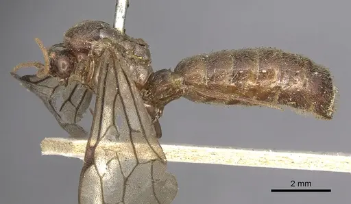 Neivamyrmex walkerii specimen CASENT0901963 image casent0901963_3