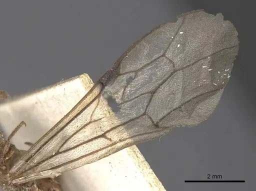 Neivamyrmex walkerii specimen CASENT0901963 image casent0901963_4