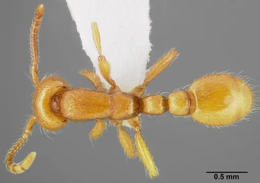 Neivamyrmex wilsoni specimen CASENT0005337 image casent0005337_1