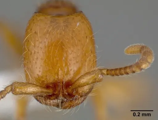 Neivamyrmex wilsoni specimen CASENT0005337 image casent0005337_2