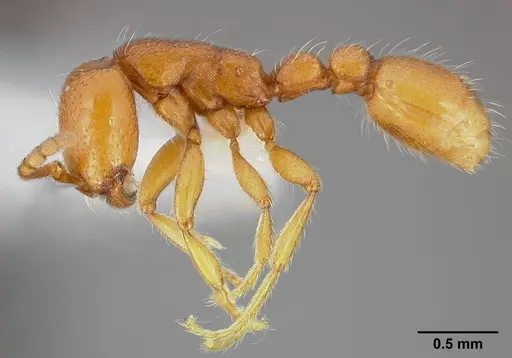 Neivamyrmex wilsoni specimen CASENT0005337 image casent0005337_3