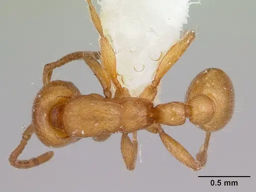 Neivamyrmex wilsoni specimen CASENT0103465 image casent0103465_1