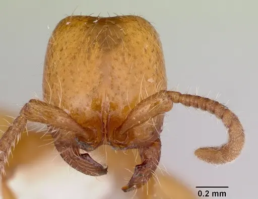 Neivamyrmex wilsoni specimen CASENT0103465 image casent0103465_2