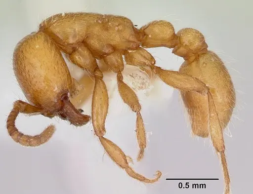 Neivamyrmex wilsoni specimen CASENT0103465 image casent0103465_3