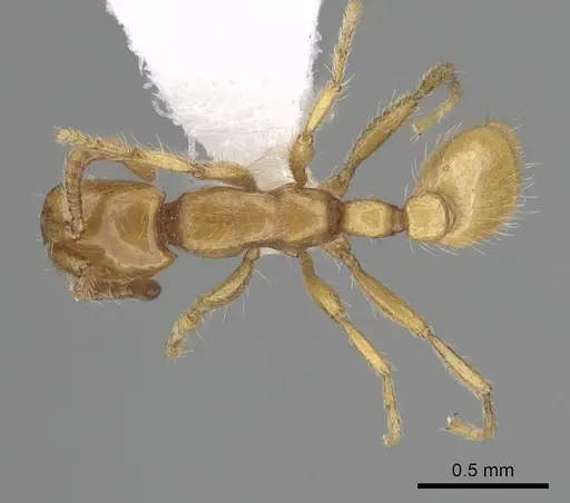 Neivamyrmex wilsoni specimen CASENT0249490 image casent0249490_1