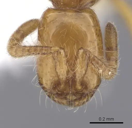 Neivamyrmex wilsoni specimen CASENT0249490 image casent0249490_2