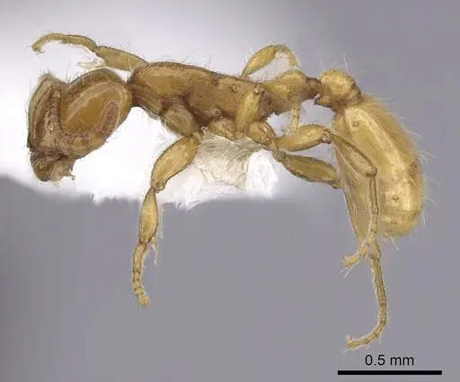 Neivamyrmex wilsoni specimen CASENT0249490 image casent0249490_3