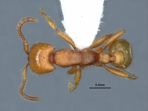 Neivamyrmex wilsoni specimen CASENT0883403 image casent0883403_1