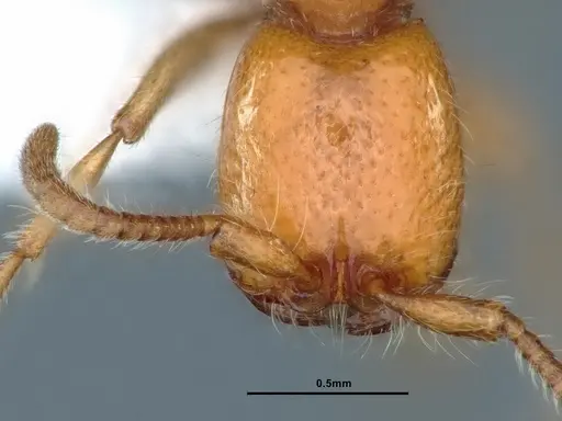 Neivamyrmex wilsoni specimen CASENT0883403 image casent0883403_2