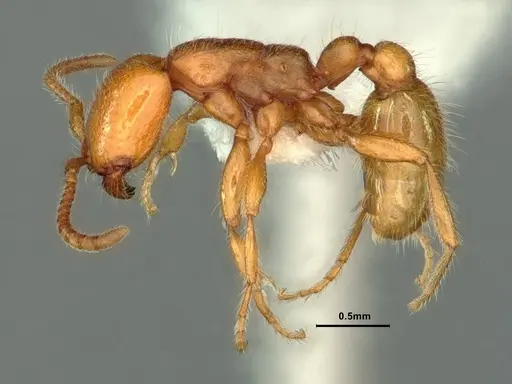 Neivamyrmex wilsoni specimen CASENT0883403 image casent0883403_3