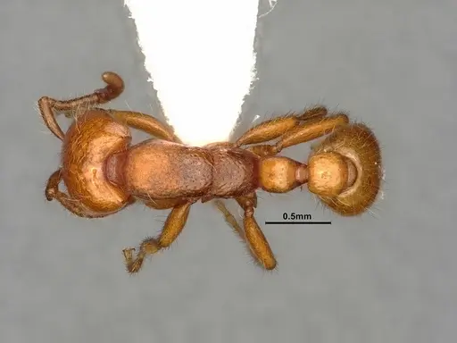 Neivamyrmex wilsoni specimen CASENT0884319 image casent0884319_1