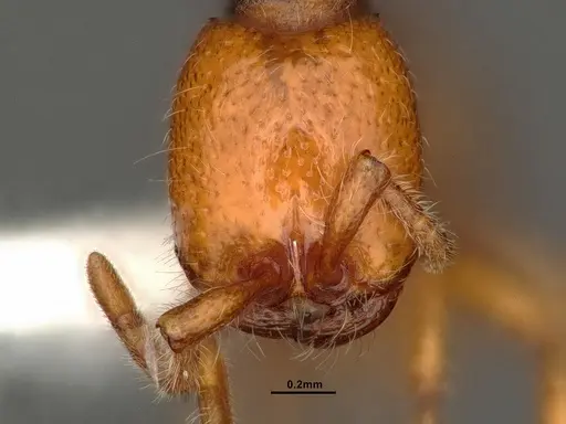 Neivamyrmex wilsoni specimen CASENT0884319 image casent0884319_2