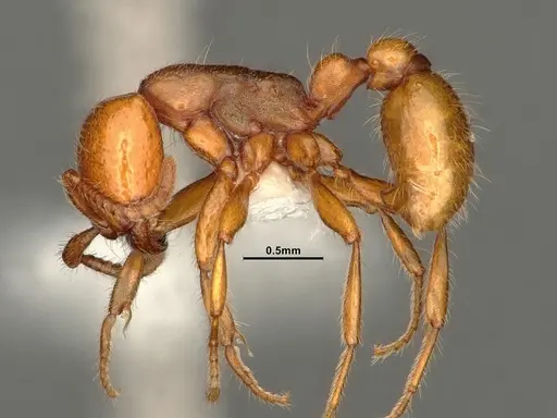 Neivamyrmex wilsoni specimen CASENT0884319 image casent0884319_3