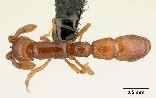Neocerapachys splendens specimen CASENT0179453 image casent0179453_1