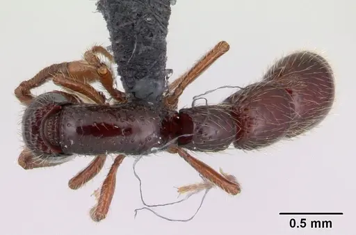 Neocerapachys splendens specimen CASENT0191412 image casent0191412_1