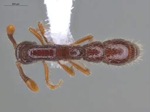 Neocerapachys splendens specimen ECOFOG-MI15-0087-42 image ecofog-mi15-0087-42_1