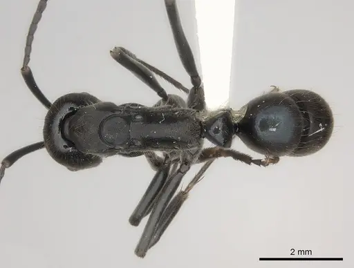 Neoponera aenescens specimen CASENT0217549 image casent0217549_1