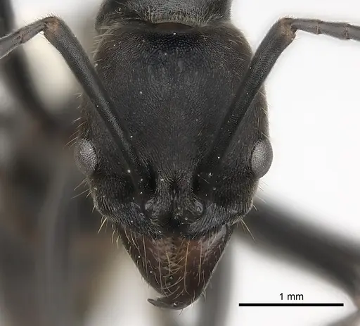 Neoponera aenescens specimen CASENT0217549 image casent0217549_2