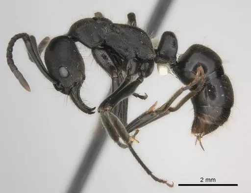 Neoponera aenescens specimen CASENT0217549 image casent0217549_3