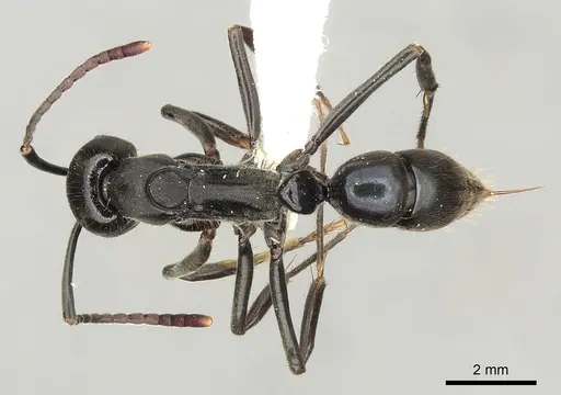 Neoponera aenescens specimen CASENT0249127 image casent0249127_1