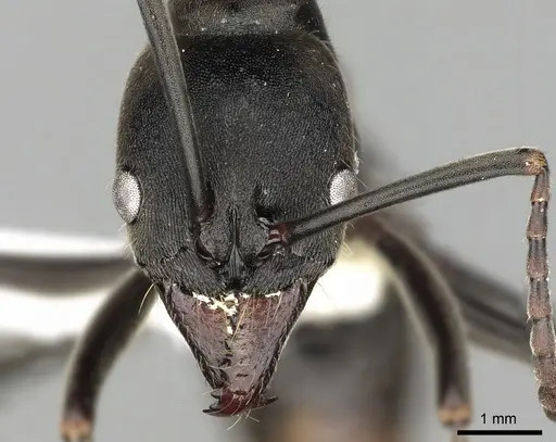 Neoponera aenescens specimen CASENT0249127 image casent0249127_2