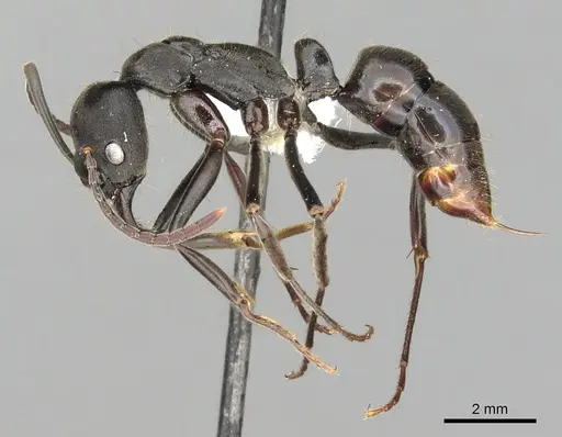 Neoponera aenescens specimen CASENT0249127 image casent0249127_3
