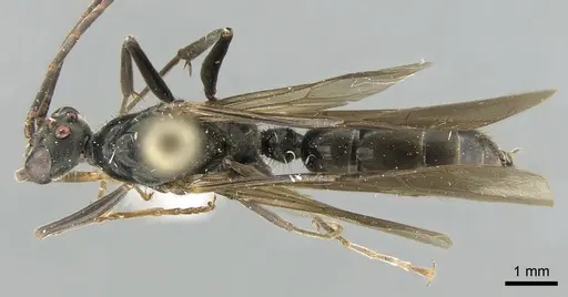 Neoponera aenescens specimen CASENT0317485 image casent0317485_1