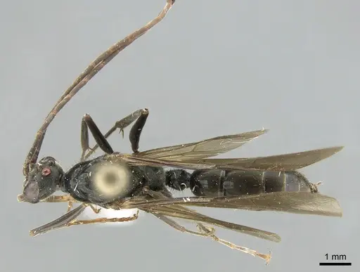 Neoponera aenescens specimen CASENT0317485 image casent0317485_2