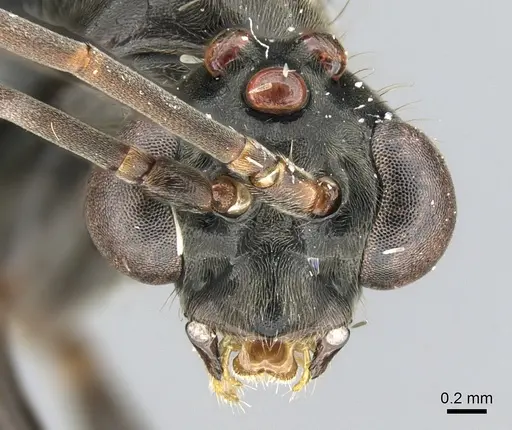 Neoponera aenescens specimen CASENT0317485 image casent0317485_3