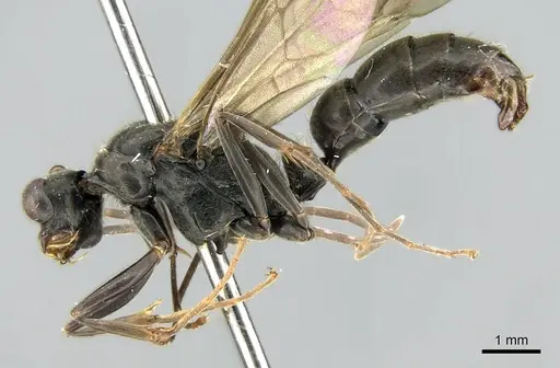 Neoponera aenescens specimen CASENT0317485 image casent0317485_4